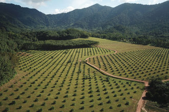 Palmforestfarm lead