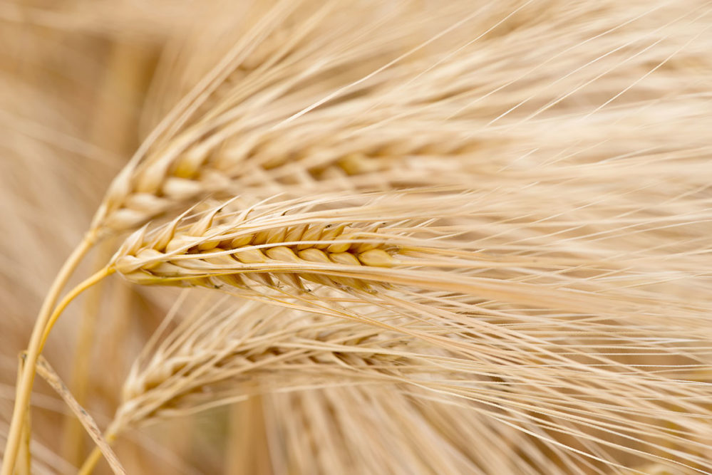 Wheat microbial challenges