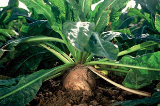 Beneo organic inulin from chicory root