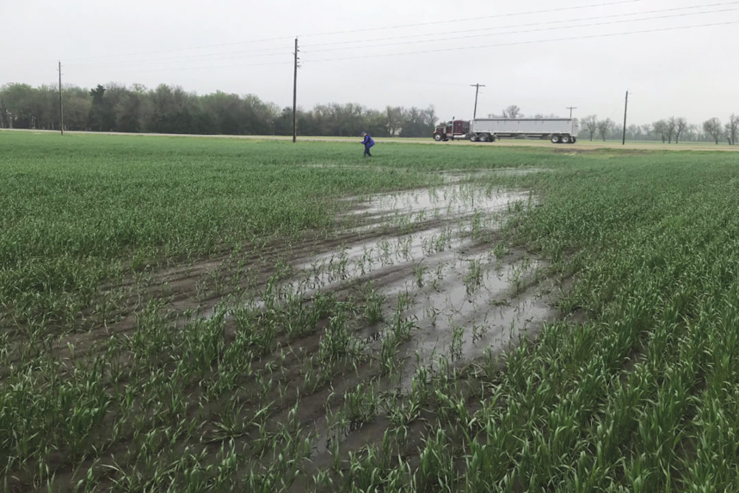 Wet Kansas wheat field during wheat tour