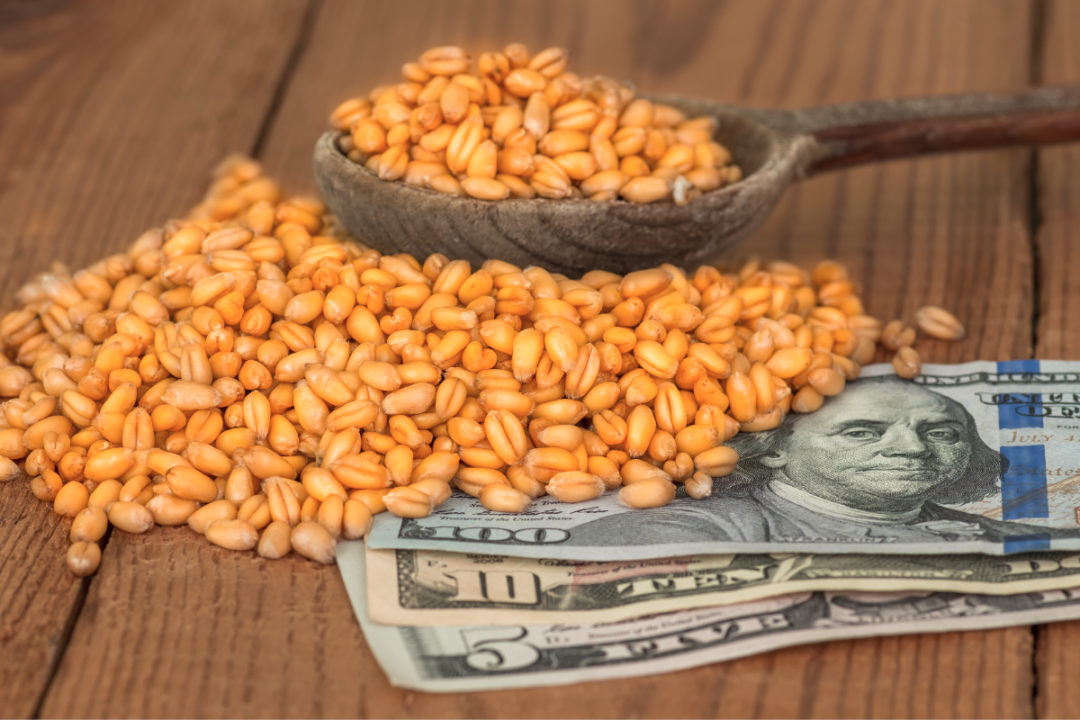 Wheat grains on money
