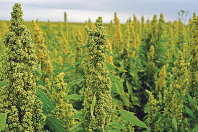 Quinoa crop