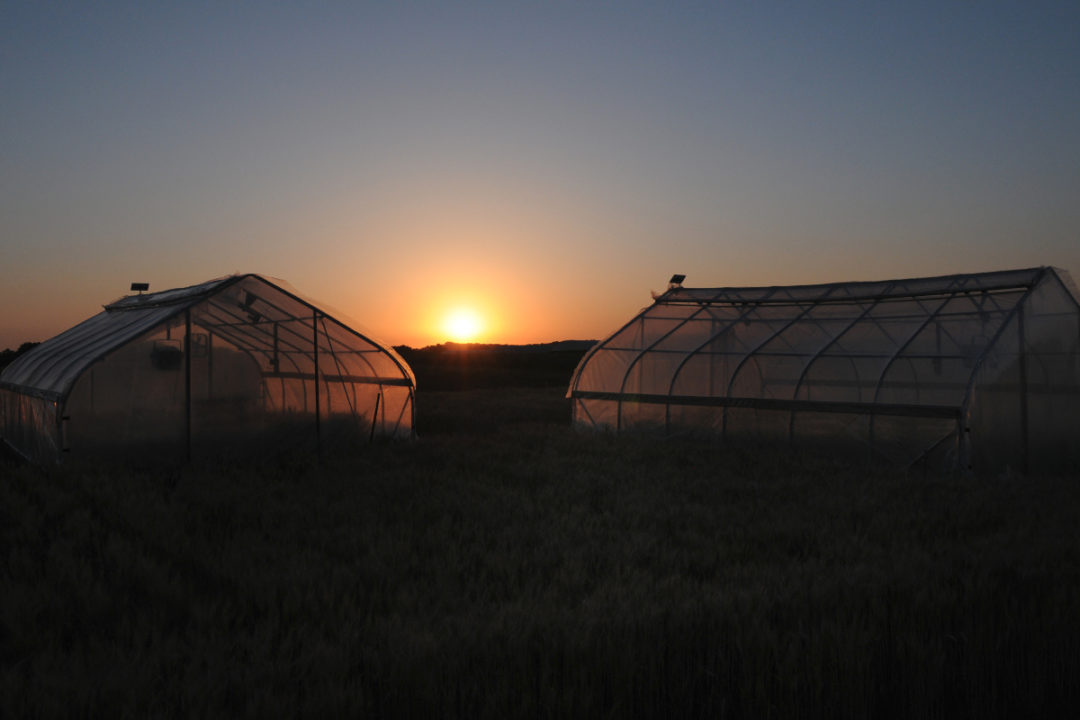 Kansas State University wheat heat tents