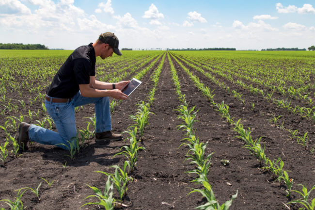 Farmer using tablet in field for sustainable agriculture