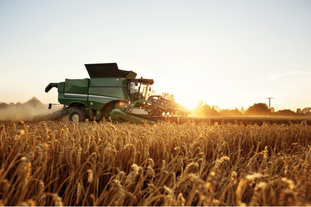 Fall harvest northern plains wheat growers