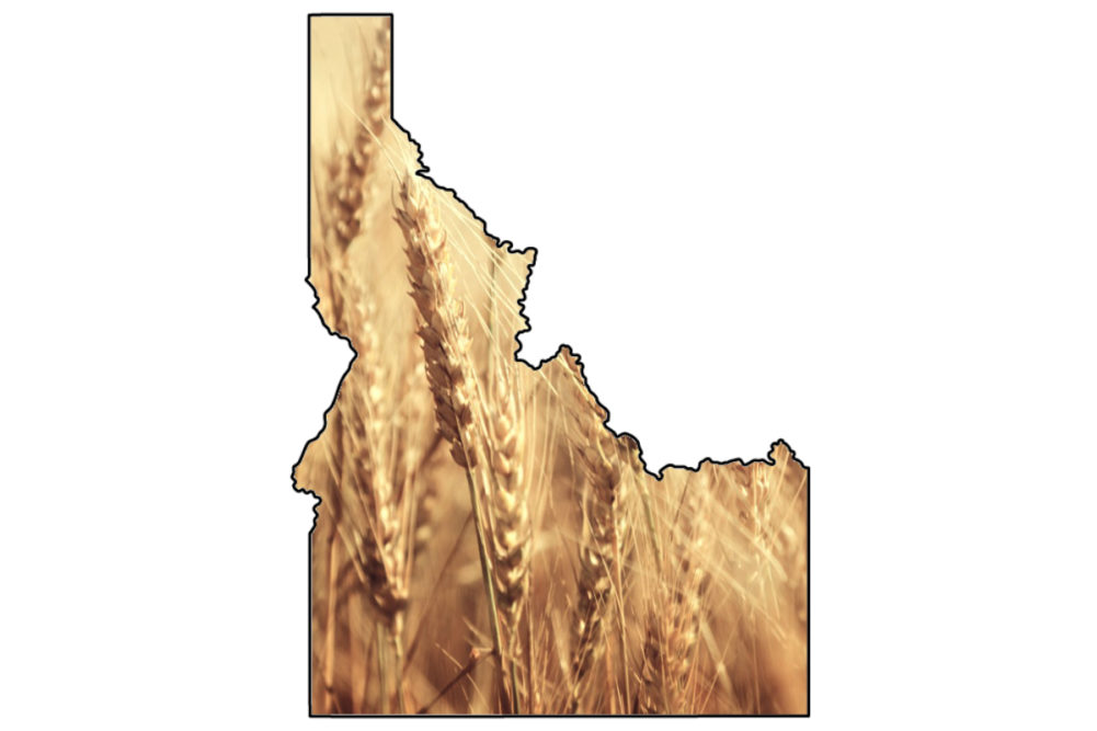 Idaho wheat