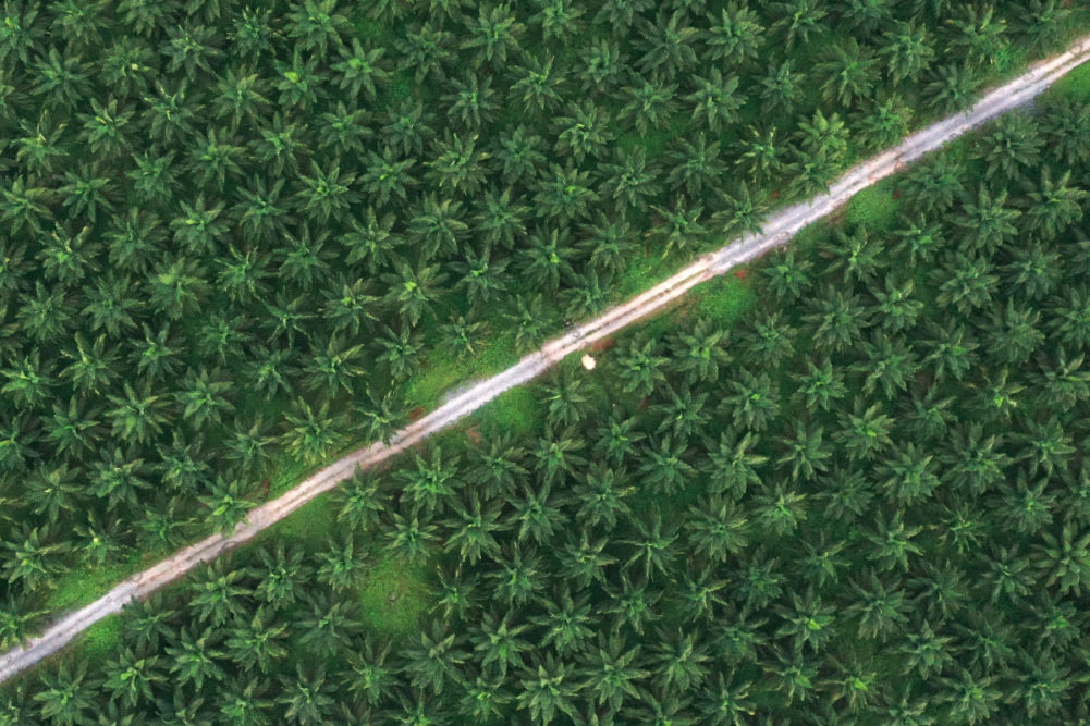 Palm oil plantation