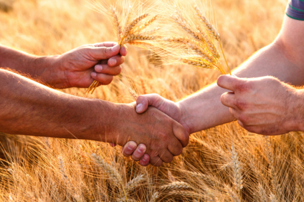 Farmers handshake over the wheat crop