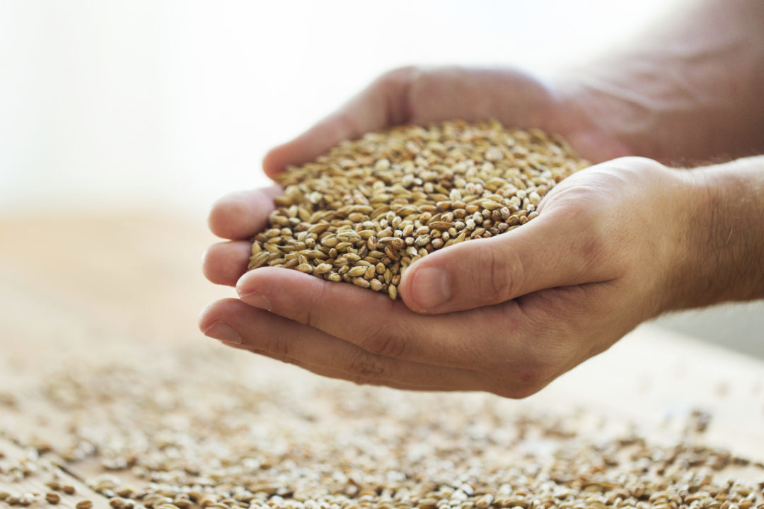 Hands holding wheat kernels