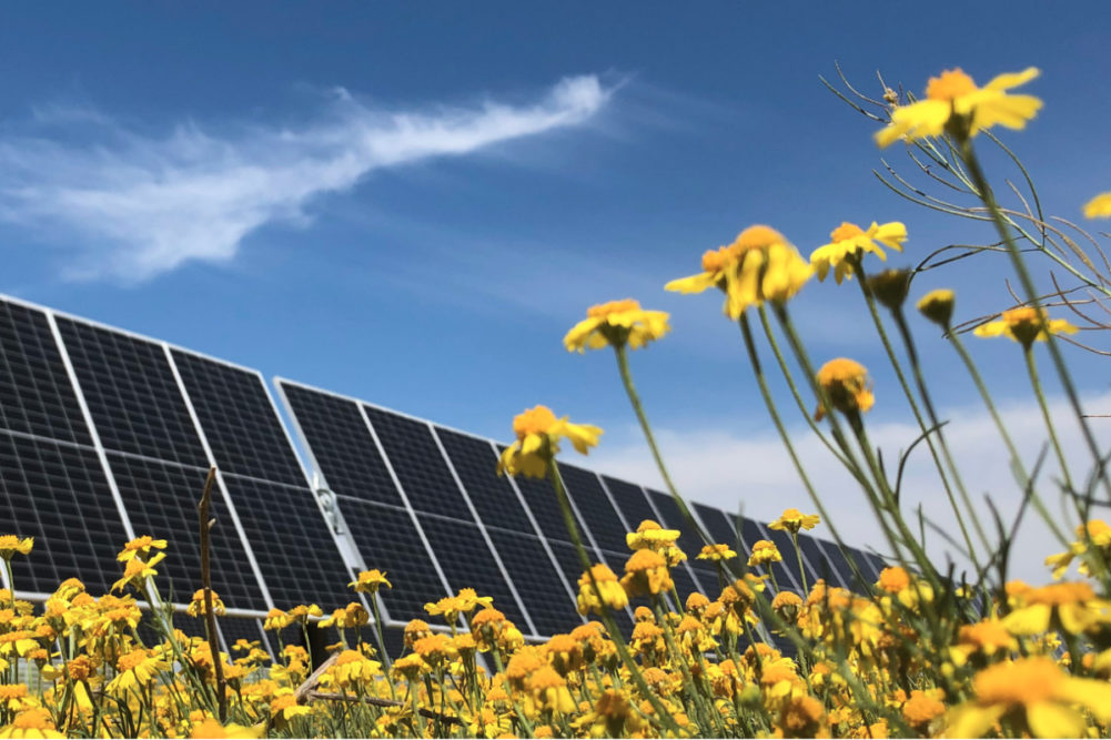Nestle solar panels in canola field