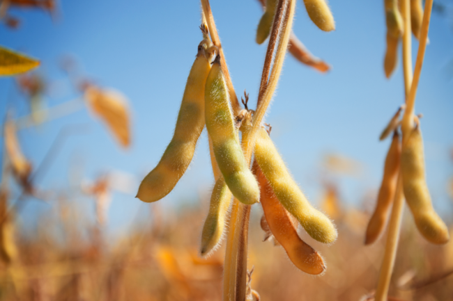 Ripe pods of soybean varieties on a plant stem in a field during harvest against a blue sky.