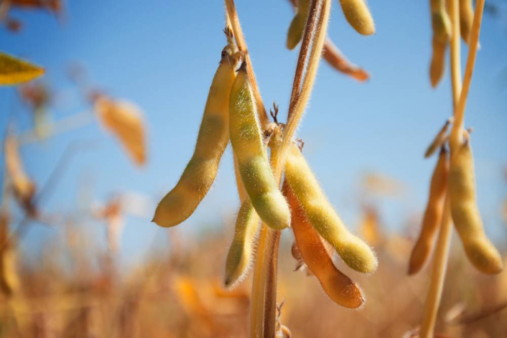 Ripe pods of soybean varieties on a plant stem in a field during harvest against a blue sky.