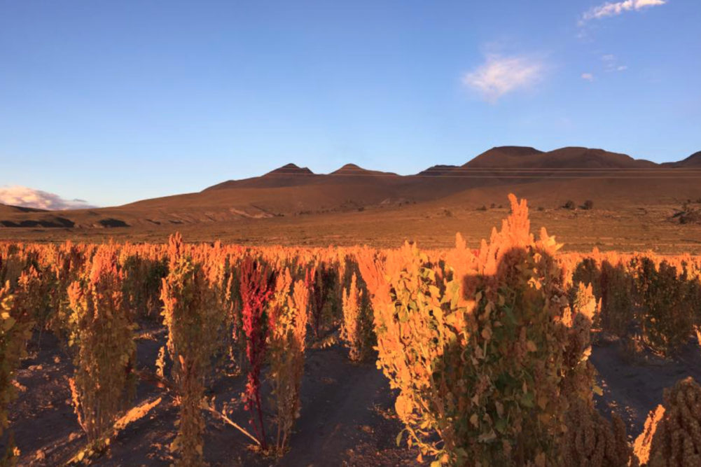 Andean Naturals quinoa in Yuba City, California