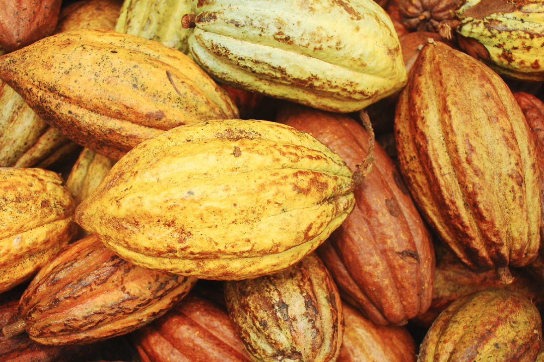 The Rainforest Alliance cocoa beans