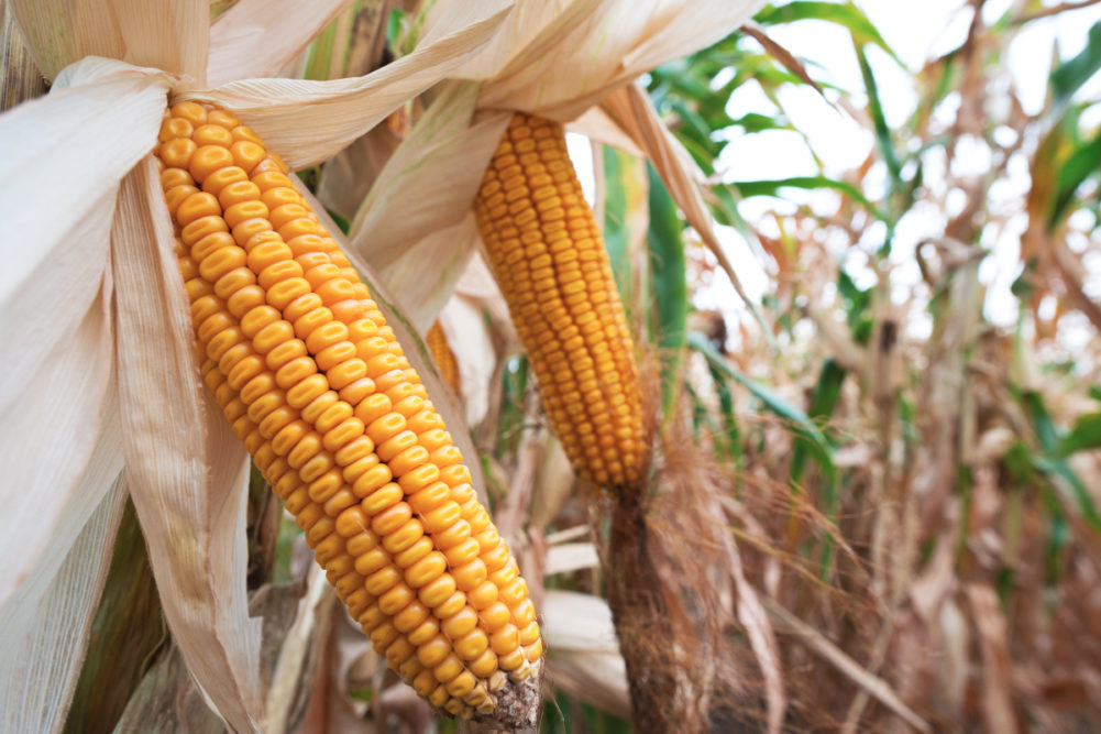 Corn in cornfield