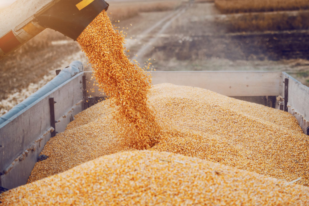 Corn grain production
