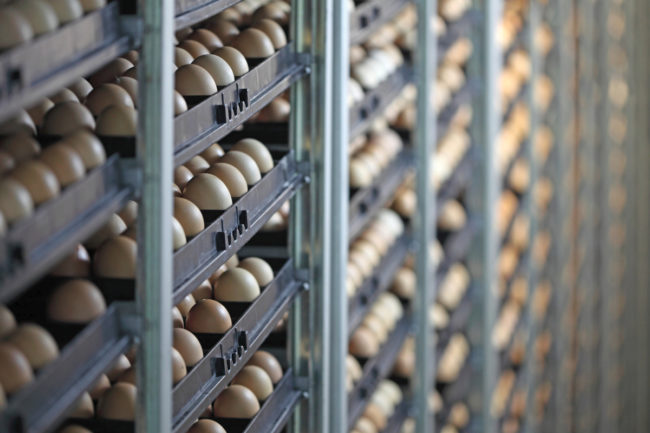 Egg production storage