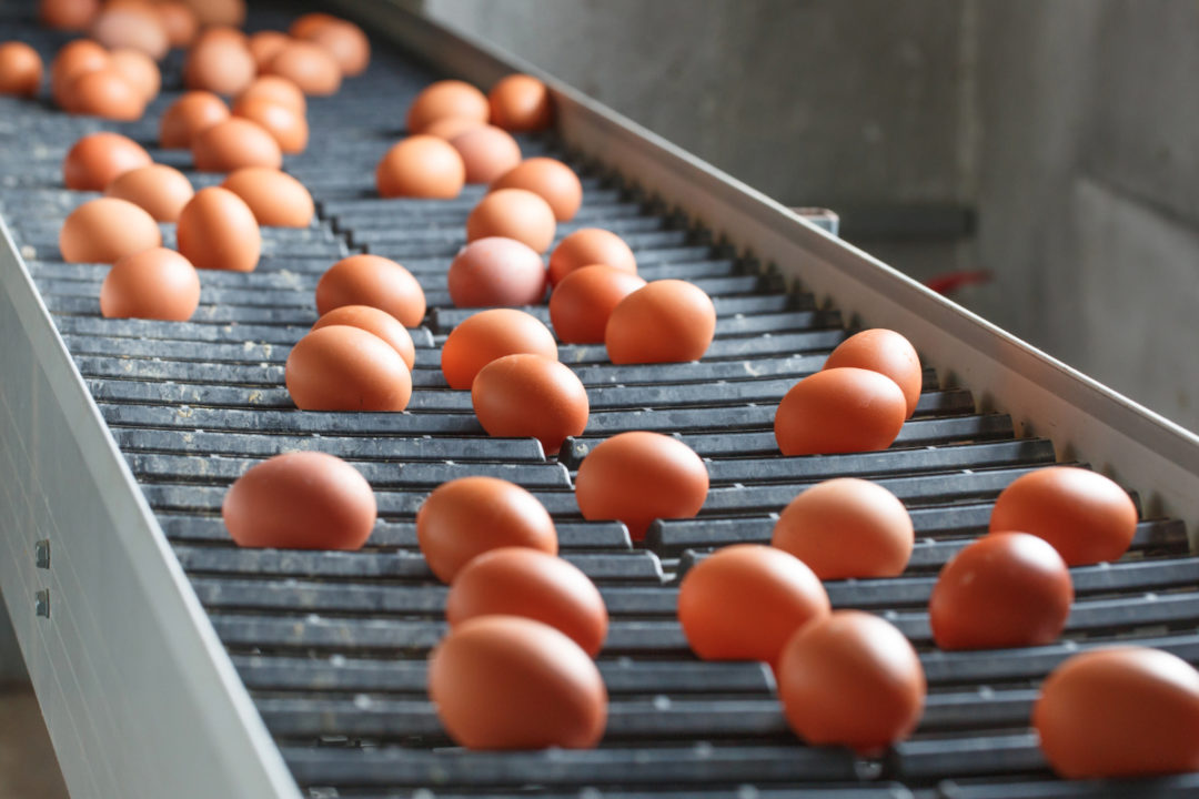 Eggs on conveyor belt