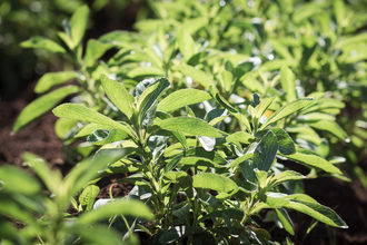 Purecirclesteviaplants lead