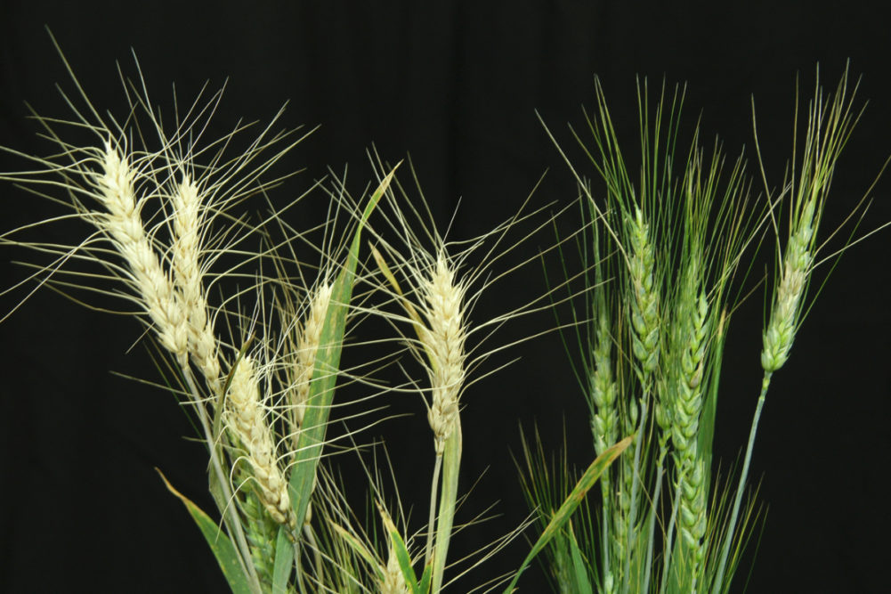 A healthy wheat line, right, and a wheat line infected with "scab," or Fusarium head blight, left