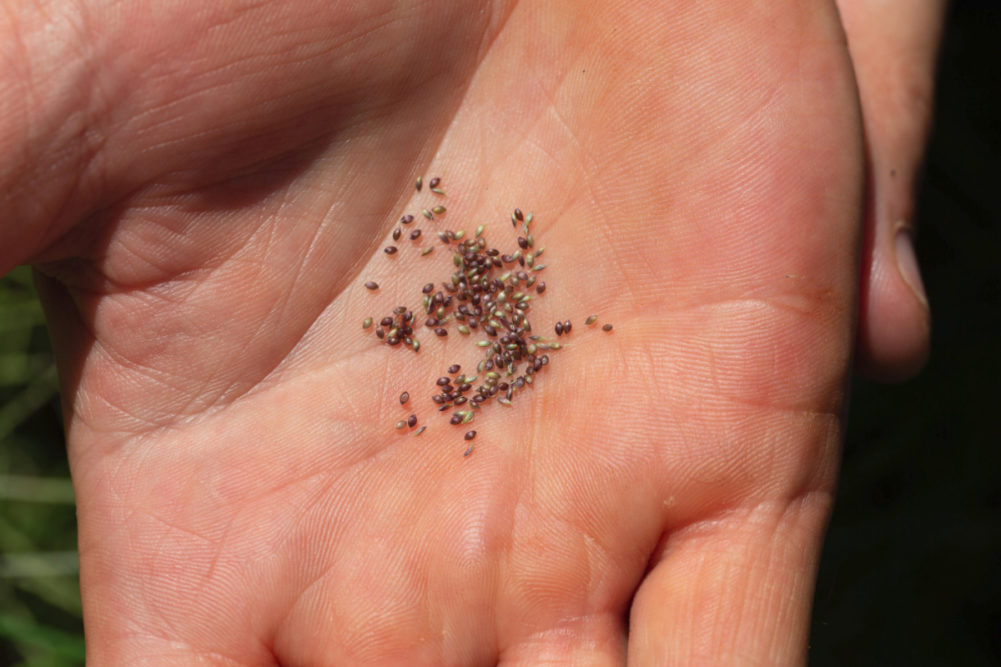 Fonio grains in farmer's hand