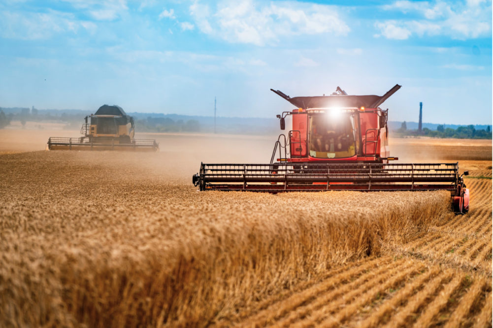 Grain harvesting combines harvesting wheat