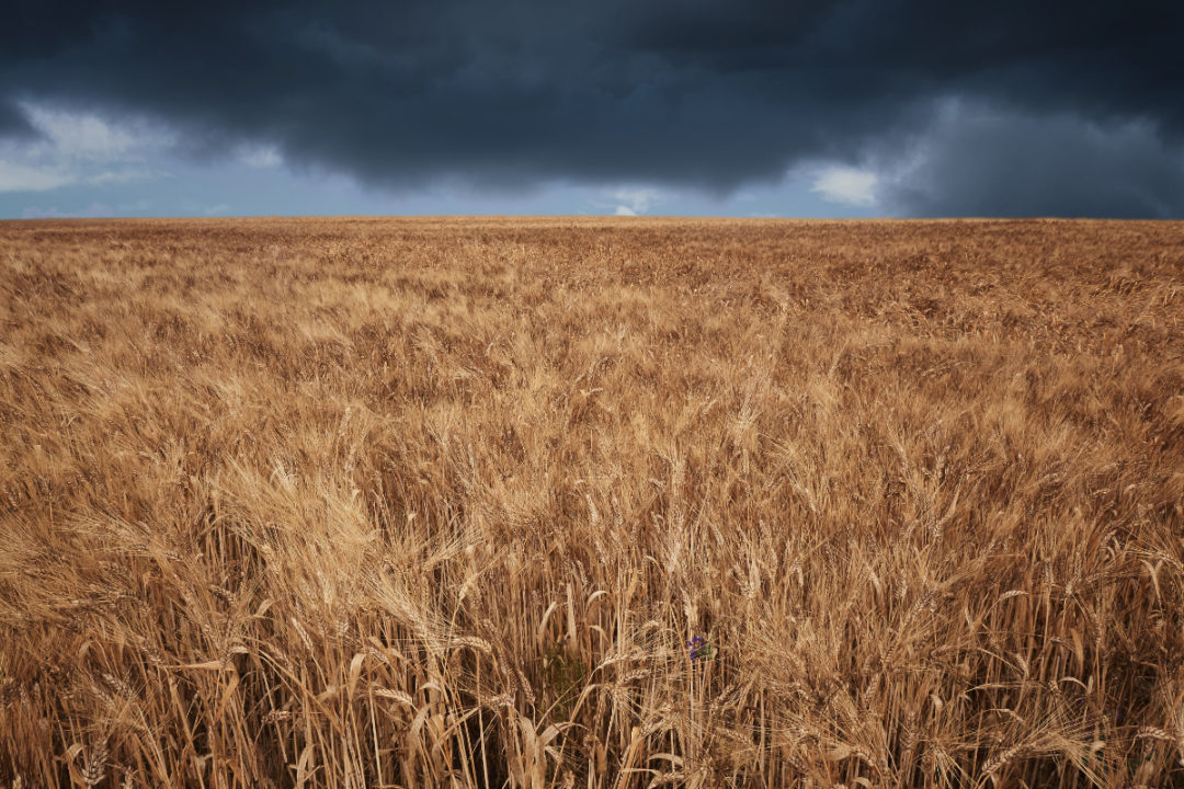 Storm over wheat field