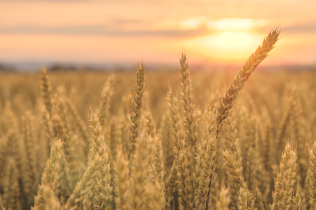 Canadian wheat field