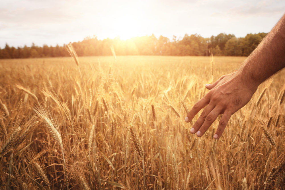 Field of organic wheat