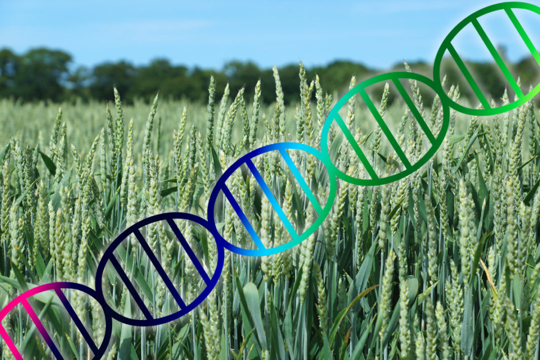 Wheat genome