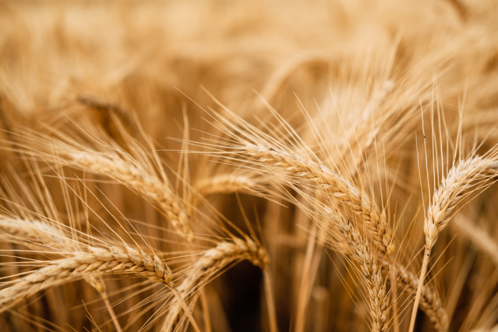 Wheat grain ready for harvest