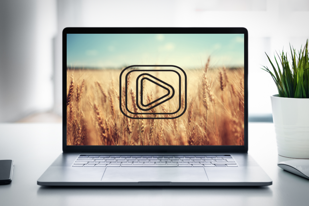 video highlighting wheat facts