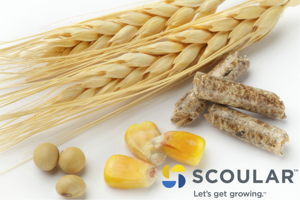 Scoular new logo with grains