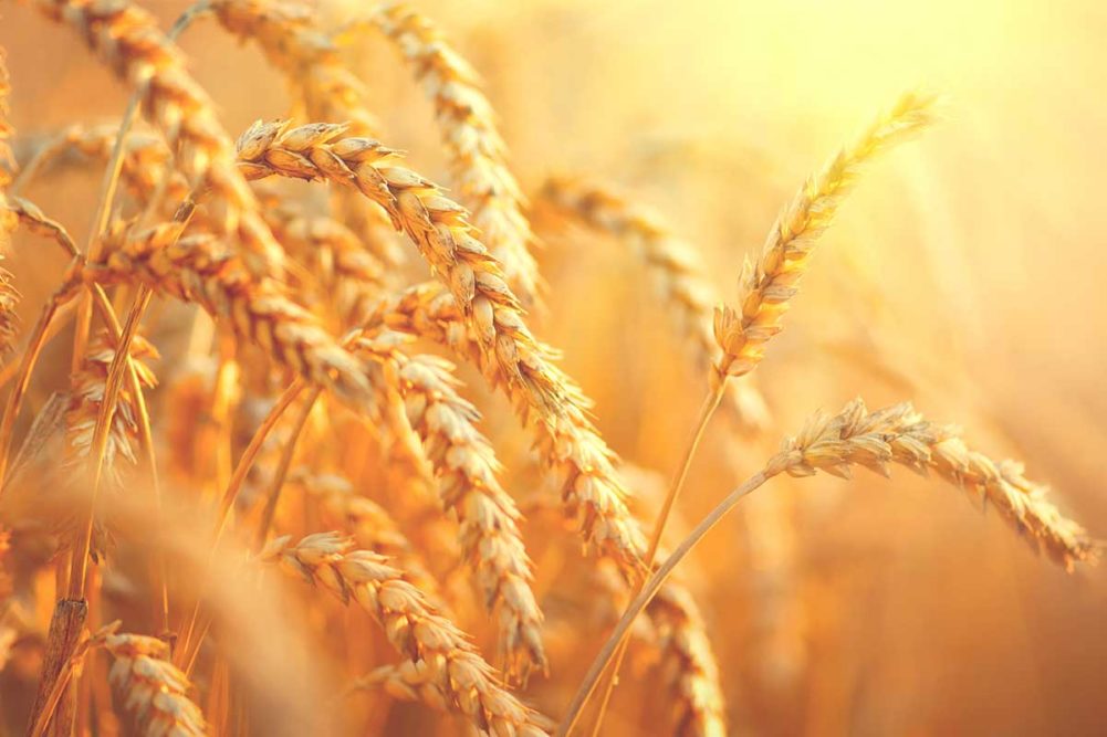 Wheat Field, Adobe Stock