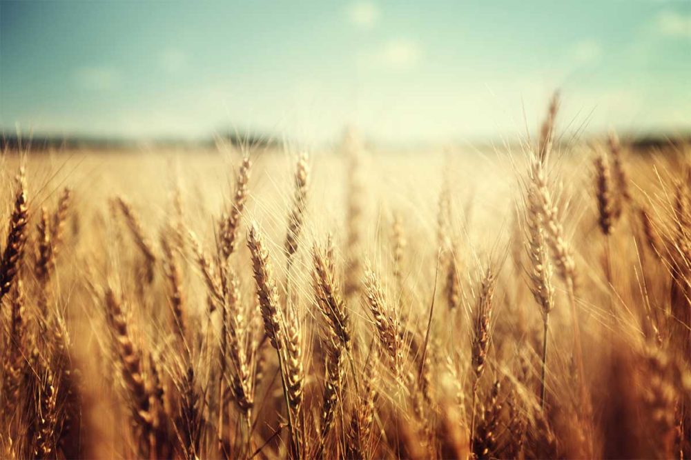 Wheat, Adobe Stock