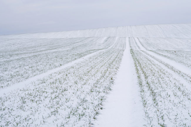 Snowy wheat field.