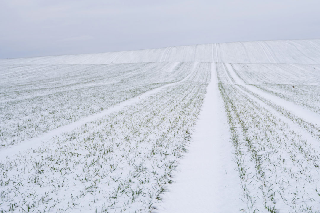 Snowy wheat field