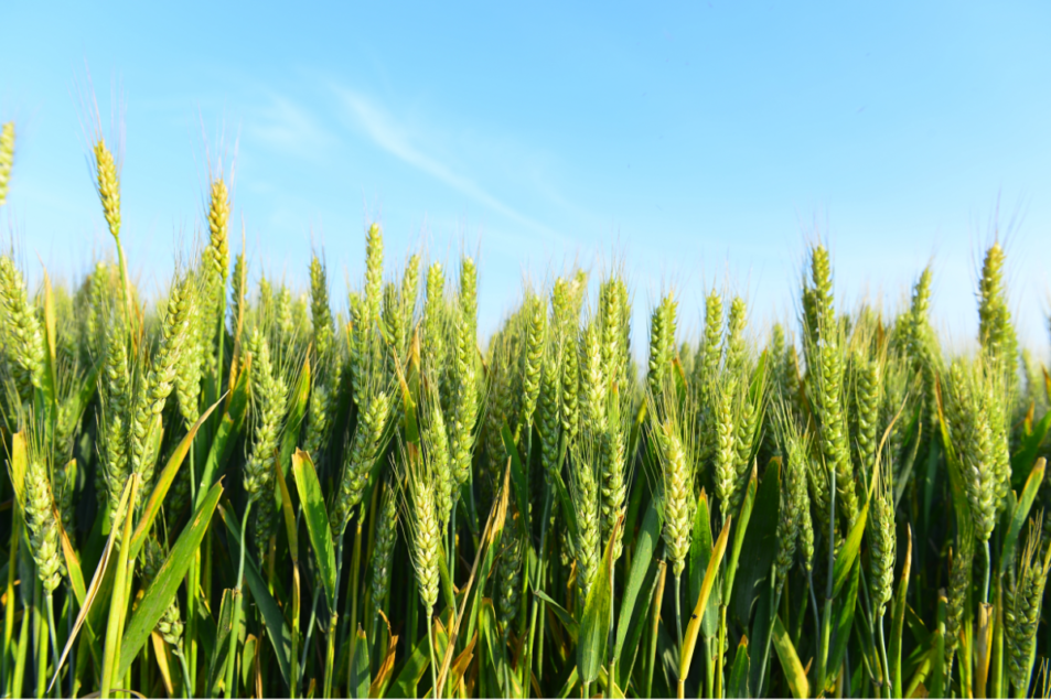 Wheat condition improves after the snow and rain | 2021-03-23 | Baking  Business