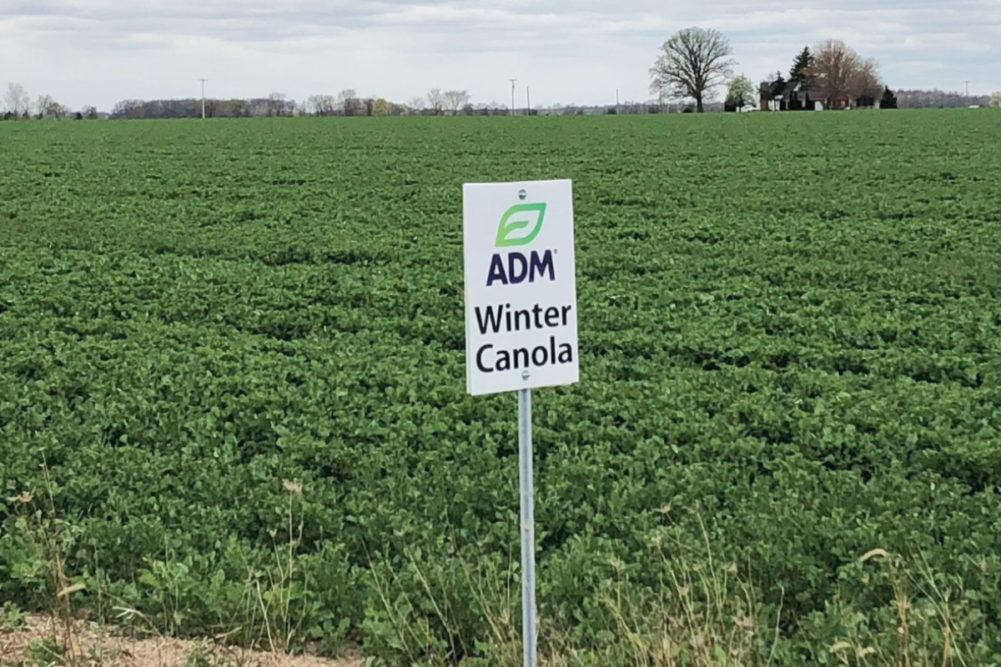 ADM winter canola field