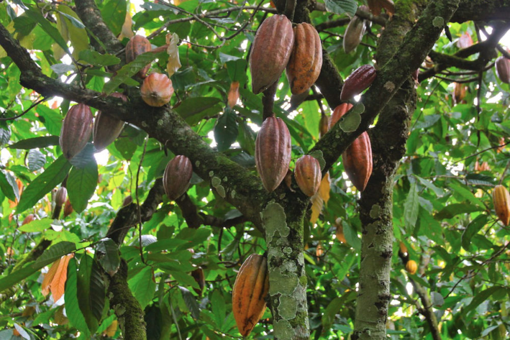 Global Organics, Ltd. cocoa pods