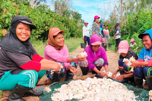 Indonesian workers on Mondelez and Olam sustainable commercial cocoa farm