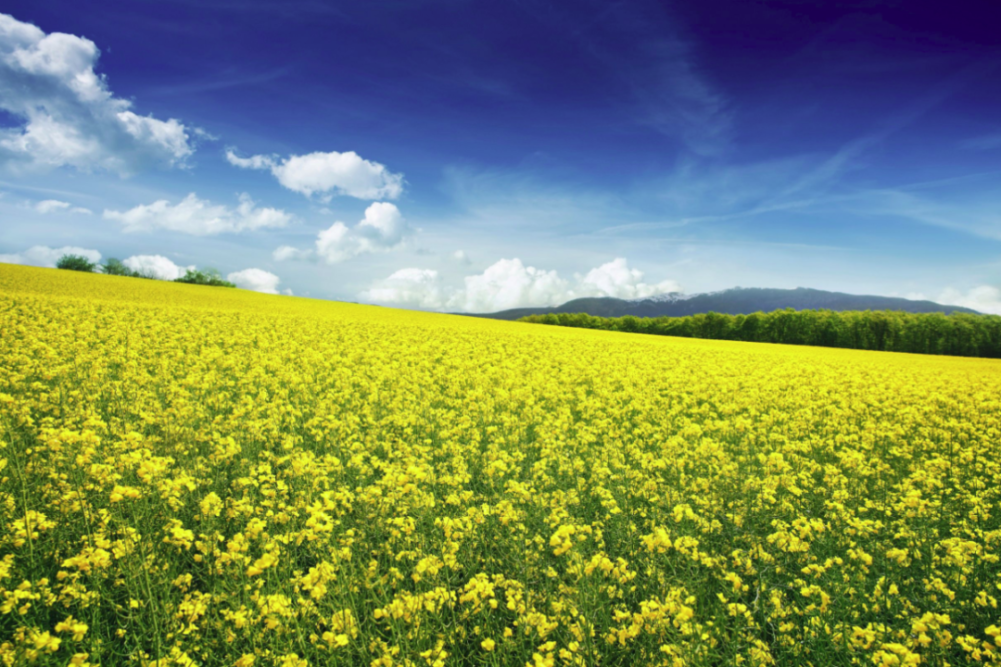 Viterra canola field