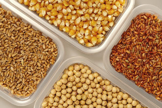 Corn rice wheat soybean adobestock 192641392 e