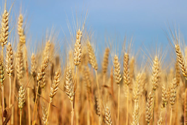 Spikes of golden ripe wheat on a blue sky background