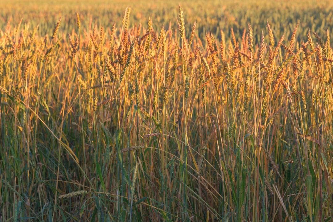 Durum wheat field