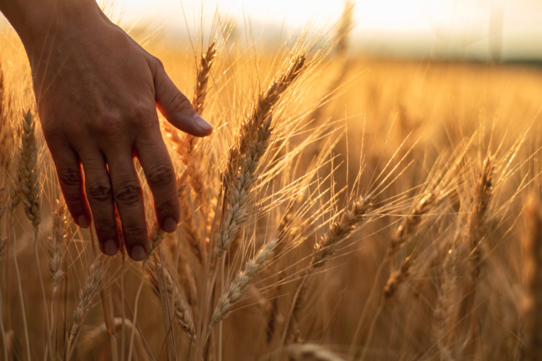 Wheat field and hand
