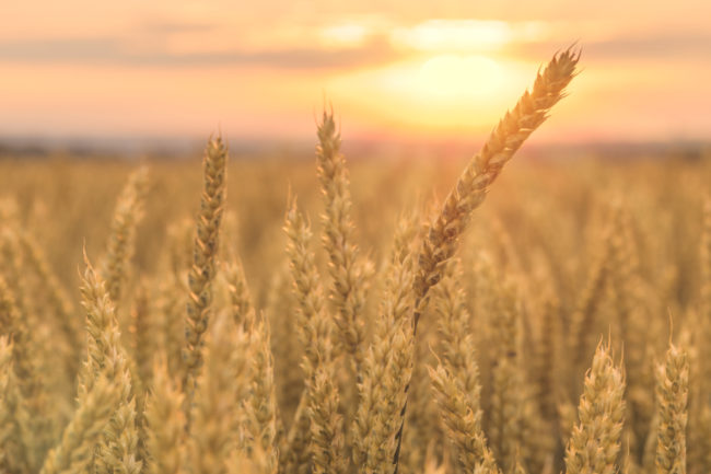 Canada wheat field