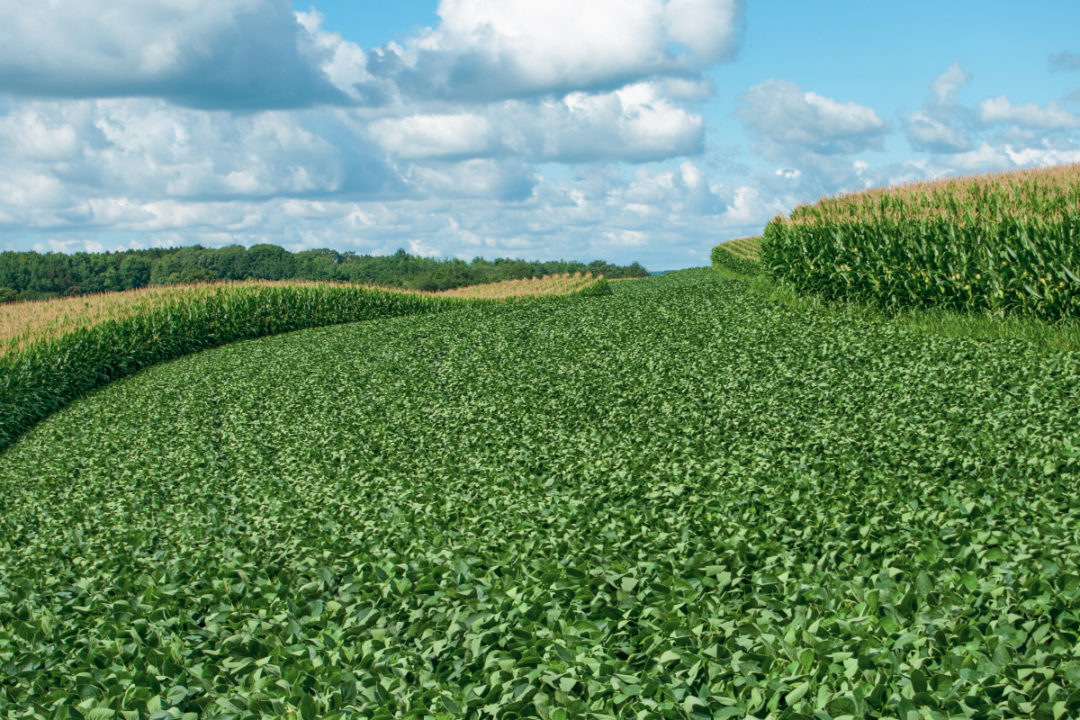 Corn and soybean crops