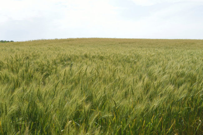 Field of spring wheat