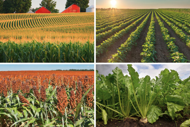 Corn, soybean, sorghum and sugar beet crops